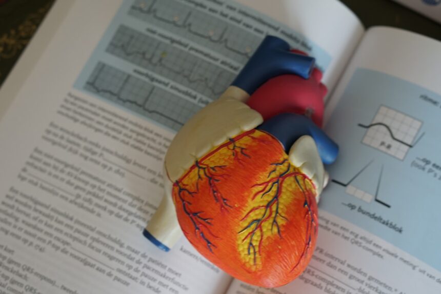 Microscopy image of stem cell differentiating into heart muscle cell with contractile fibers
