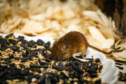 Medical illustration showing hantavirus transmission pathway from rodents to humans