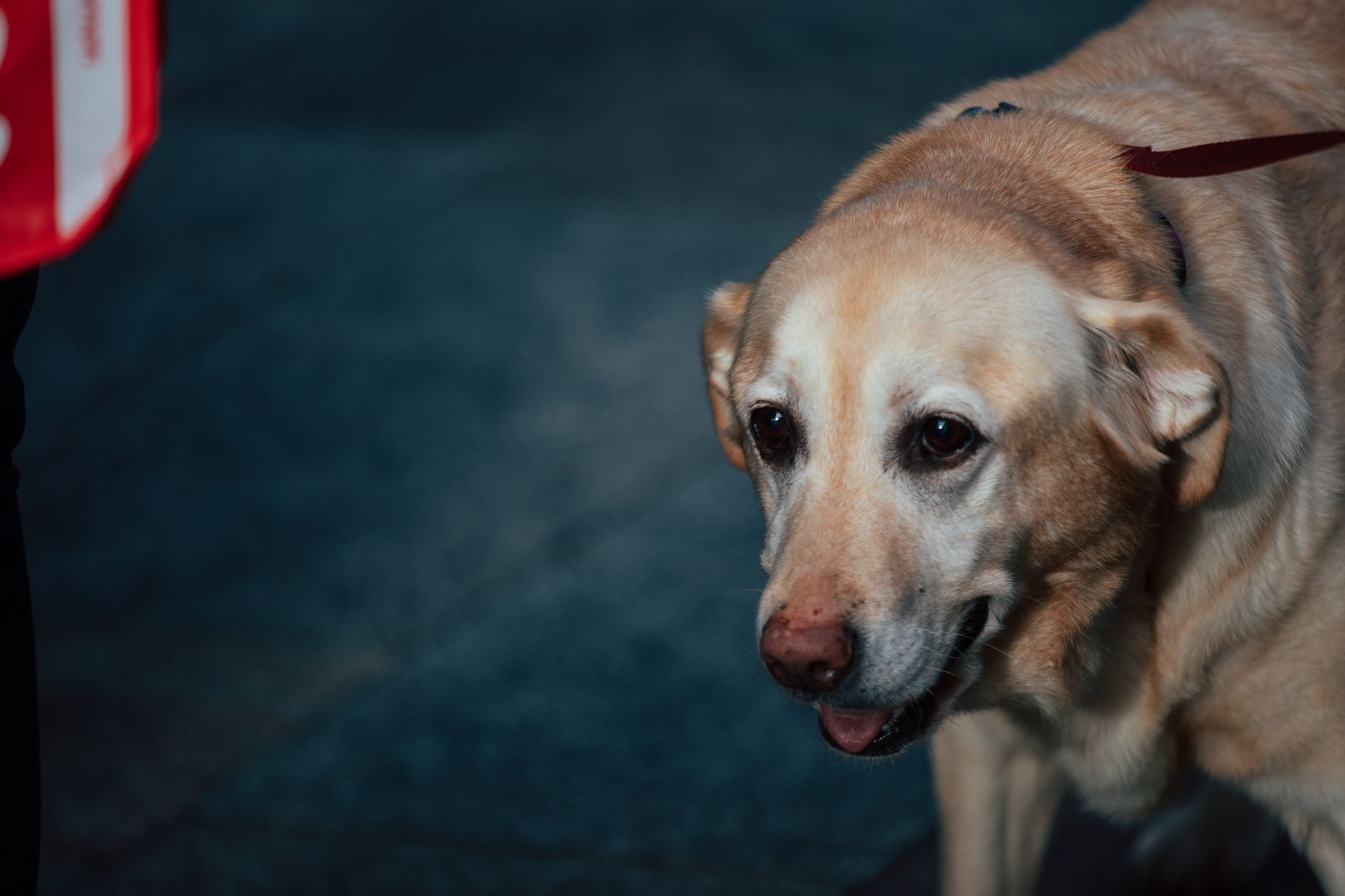 Arginine reduces Alzheimer’s-like pathology in animal models—but human trials re