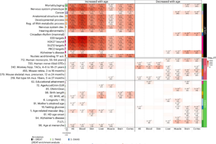 Scientific illustration of DNA methylation and biological aging clock technology