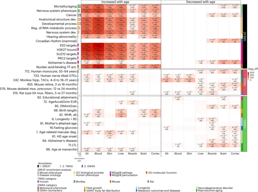 Scientific illustration of DNA methylation and biological aging clock technology
