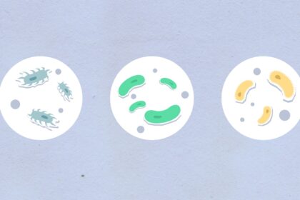 Diagram showing five foundational principles of cell organization: cell theory, membrane structure, compartmentalization, energy metabolism, and genetic regulation