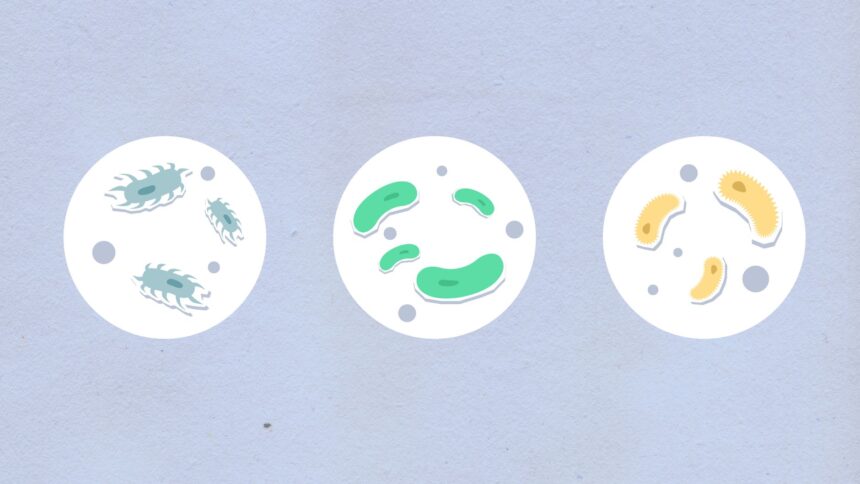 Diagram showing five foundational principles of cell organization: cell theory, membrane structure, compartmentalization, energy metabolism, and genetic regulation