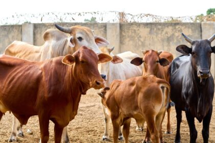 Rural Zambian farmer with cattle; bovine TB economic impact