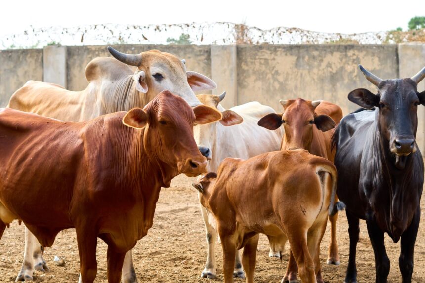 Rural Zambian farmer with cattle; bovine TB economic impact
