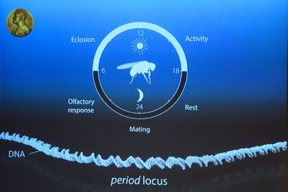 Diagram showing circadian rhythm regulation of cortisol, serotonin, and melatonin across 24 hours, with SCN clock illustration