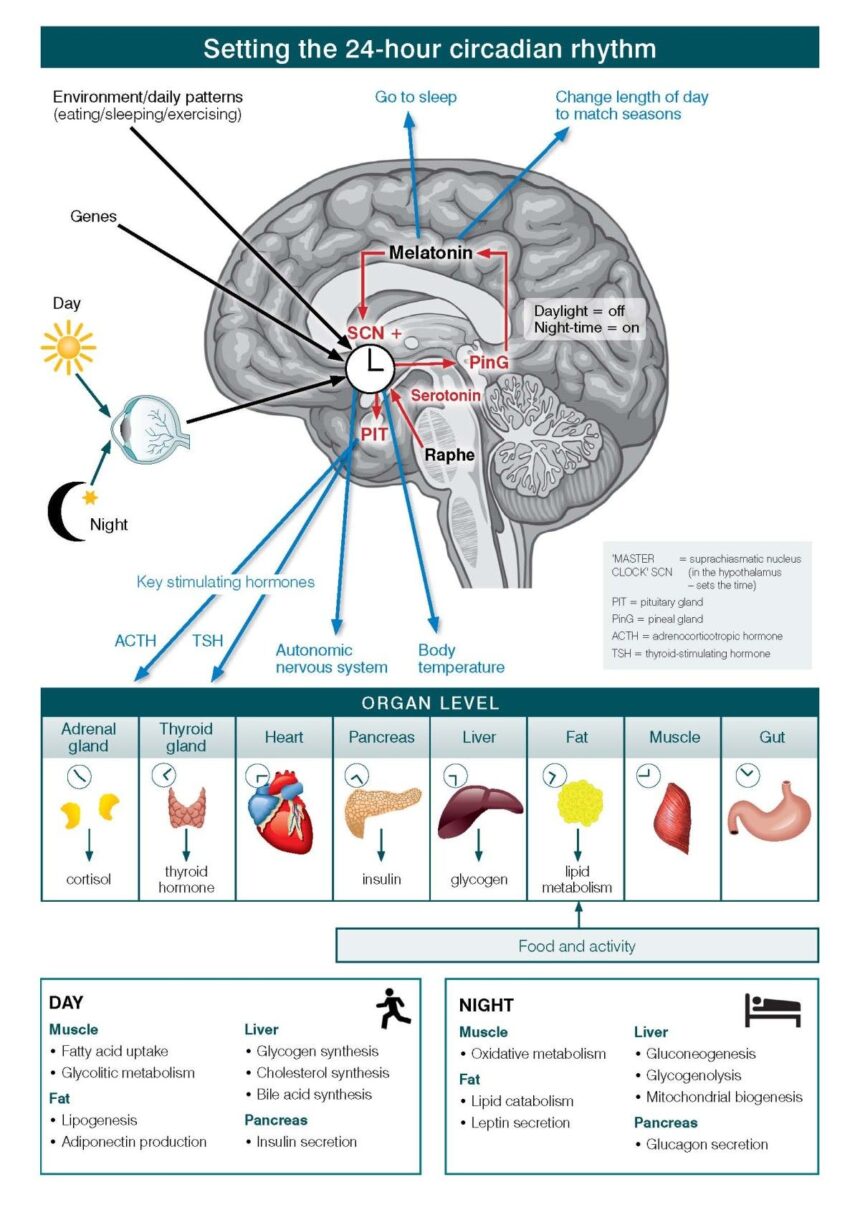 Illustration of the suprachiasmatic nucleus in the hypothalamus and circadian timing pathways