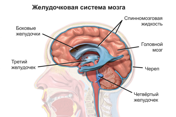 Illustration of ventricular system development with genetic pathways