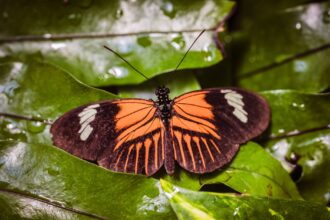 Heliconius butterfly species showing extended lifespan characteristics compared to related species