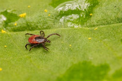 Hunters in forest during tick season with preventive measures illustration