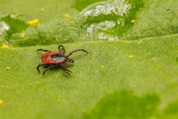 Hunters in forest during tick season with preventive measures illustration