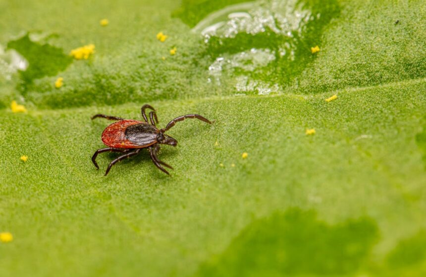 Hunters in forest during tick season with preventive measures illustration
