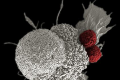 Scientific research pipeline showing progression from lab findings to approved treatments
