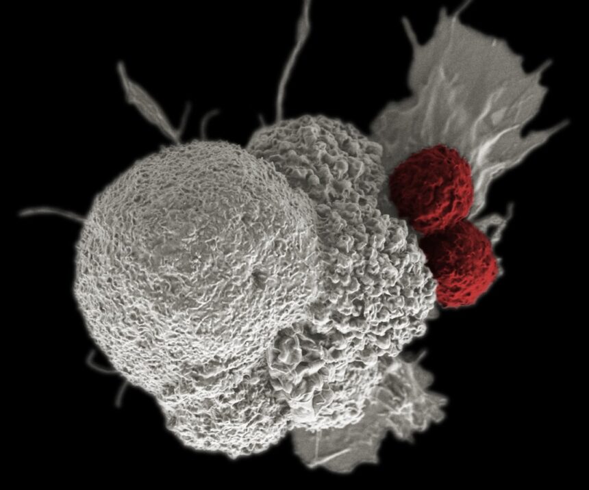 Scientific research pipeline showing progression from lab findings to approved treatments