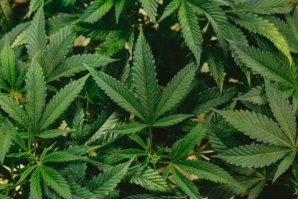 Physician reviewing cannabis pharmacology protocol with senior patient in clinical setting