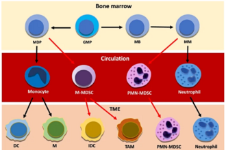 Illustration of bone marrow microenvironment showing hematopoietic stem cells, stromal cells, and blood vessels