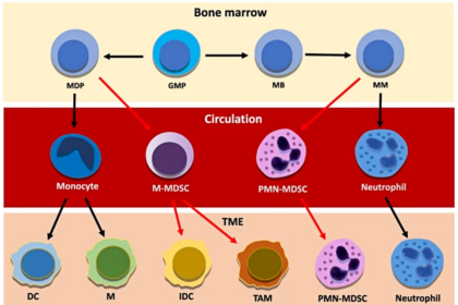 Illustration of bone marrow microenvironment showing hematopoietic stem cells, stromal cells, and blood vessels