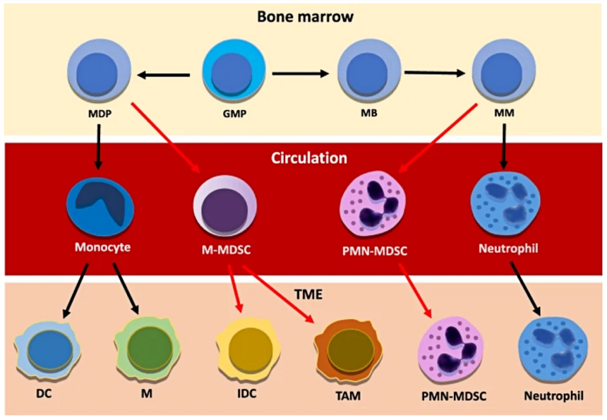 Illustration of bone marrow microenvironment showing hematopoietic stem cells, stromal cells, and blood vessels