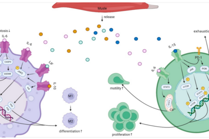 Diagram of mitochondrial signaling pathways: cytochrome c apoptosis, H2O2 redox signaling, NAD+ metabolic sensing, mtDNA immune activation, and TCA metabolites epigenetic control.