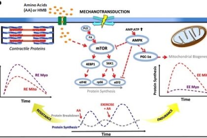 Diagram of mitochondrial biogenesis pathway showing AMPK, SIRT1, PGC-1α, TFAM, and nuclear-mitochondrial communication
