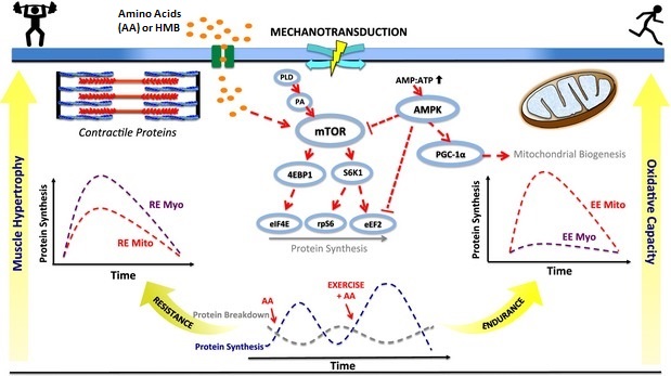 Diagram of mitochondrial biogenesis pathway showing AMPK, SIRT1, PGC-1α, TFAM, and nuclear-mitochondrial communication