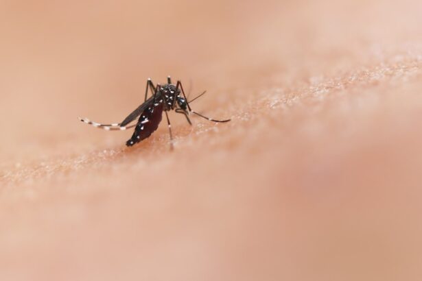 Mosquito silhouette against a warming thermometer graphic, illustrating climate-driven disease vector shifts