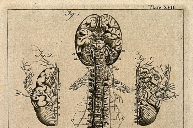 Anatomical illustration of spine and spinal nerves with dermatome segmentation showing cervical, thoracic, lumbar, and sacral regions