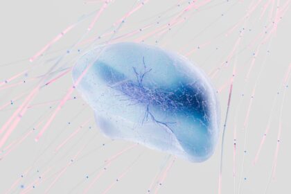 Illustration of TNF-alpha signalling suppressing neural progenitor cell proliferation in hippocampus
