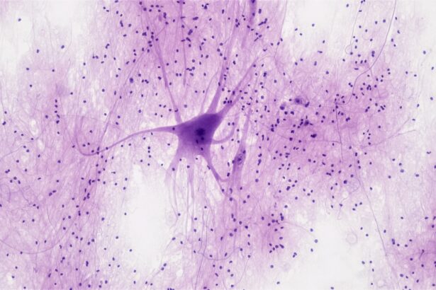 Laboratory microscope and cellular research imaging related to immune receptor activation drug development