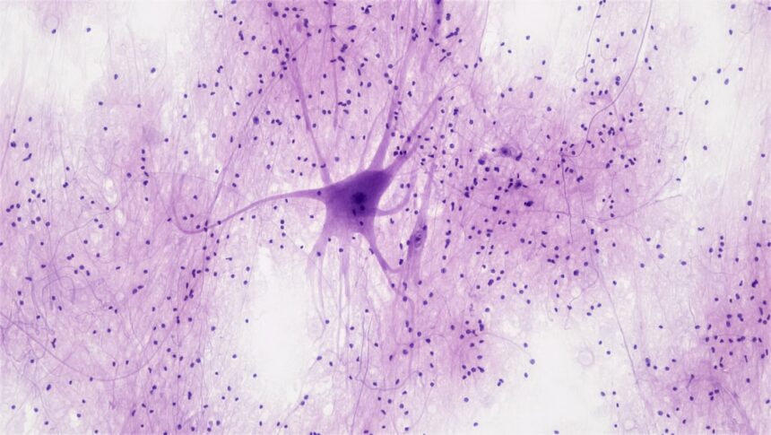 Laboratory microscope and cellular research imaging related to immune receptor activation drug development