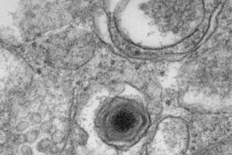 African swine fever vaccine regulatory guidelines framework published by WOAH