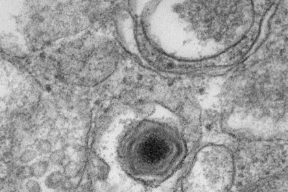 African swine fever vaccine regulatory guidelines framework published by WOAH