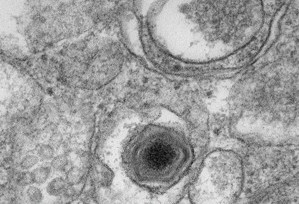 African swine fever vaccine regulatory guidelines framework published by WOAH