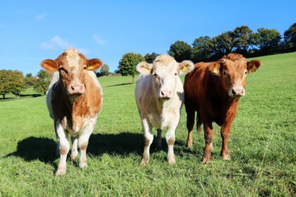 Laboratory tuberculin testing equipment for bovine tuberculosis diagnosis in veterinary settings
