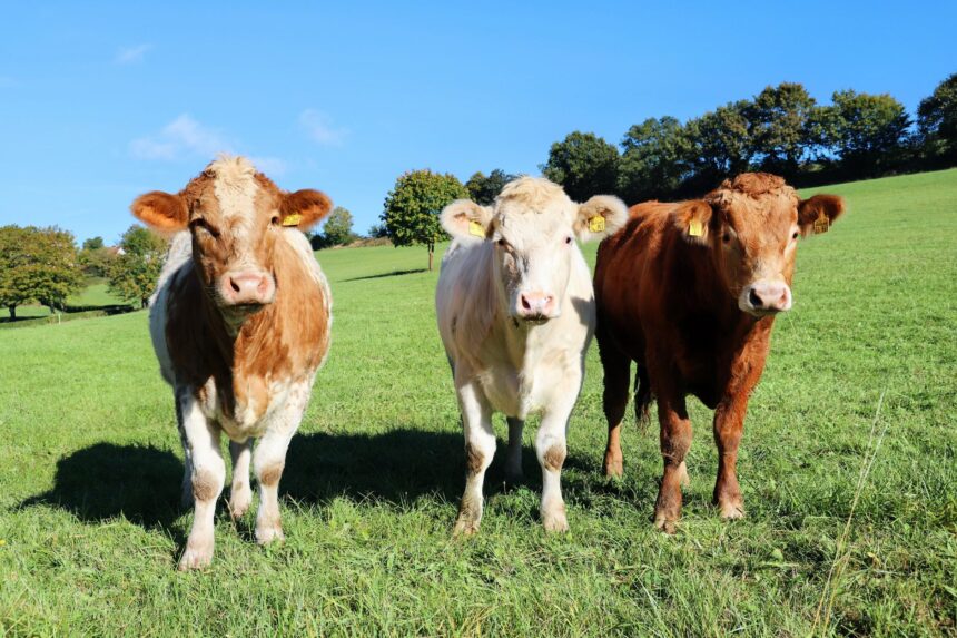 Laboratory tuberculin testing equipment for bovine tuberculosis diagnosis in veterinary settings