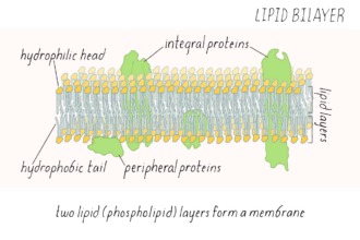 Astaxanthin spans the lipid bilayer, protecting both membrane surfaces simultaneously