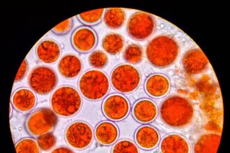 Astaxanthin, the red carotenoid produced by the microalga Haematococcus pluvialis