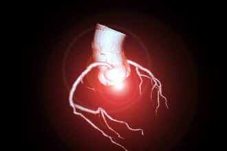 CoQ10 is concentrated in high-energy organs such as the heart