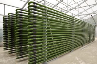Microalgae cultivation: the original biological source of EPA, DHA and astaxanthin