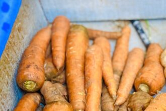 BCO1 gene variants make beta-carotene conversion to vitamin A unreliable in a large minority