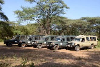 Africa Calling Safaris Land Cruisers lined up under acacia trees before a game drive in Kenya