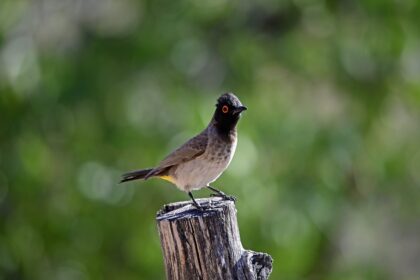 Masai Mara Game Reserve Yellow Vented Bulbul1
