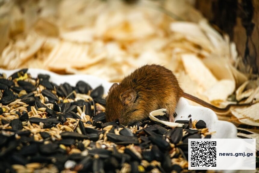 Medical illustration showing hantavirus transmission pathway from rodents to humans