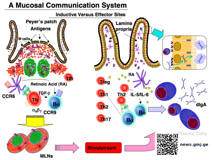 Scientific illustration showing gut microbiome changes with age and immune system decline