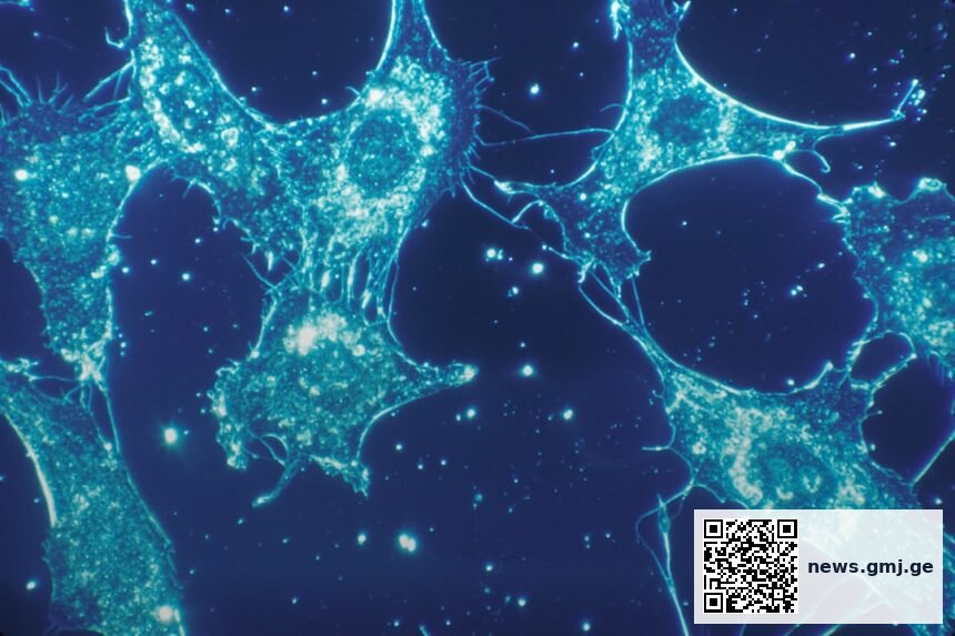 Microscopic view of healthy mitochondria showing restored cellular energy production