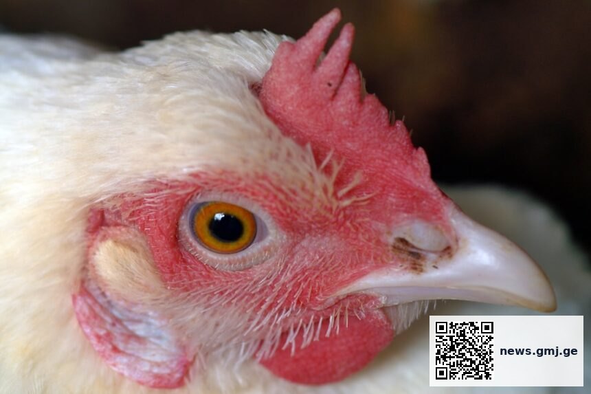 Laboratory technician performing avian influenza testing with RT-PCR equipment