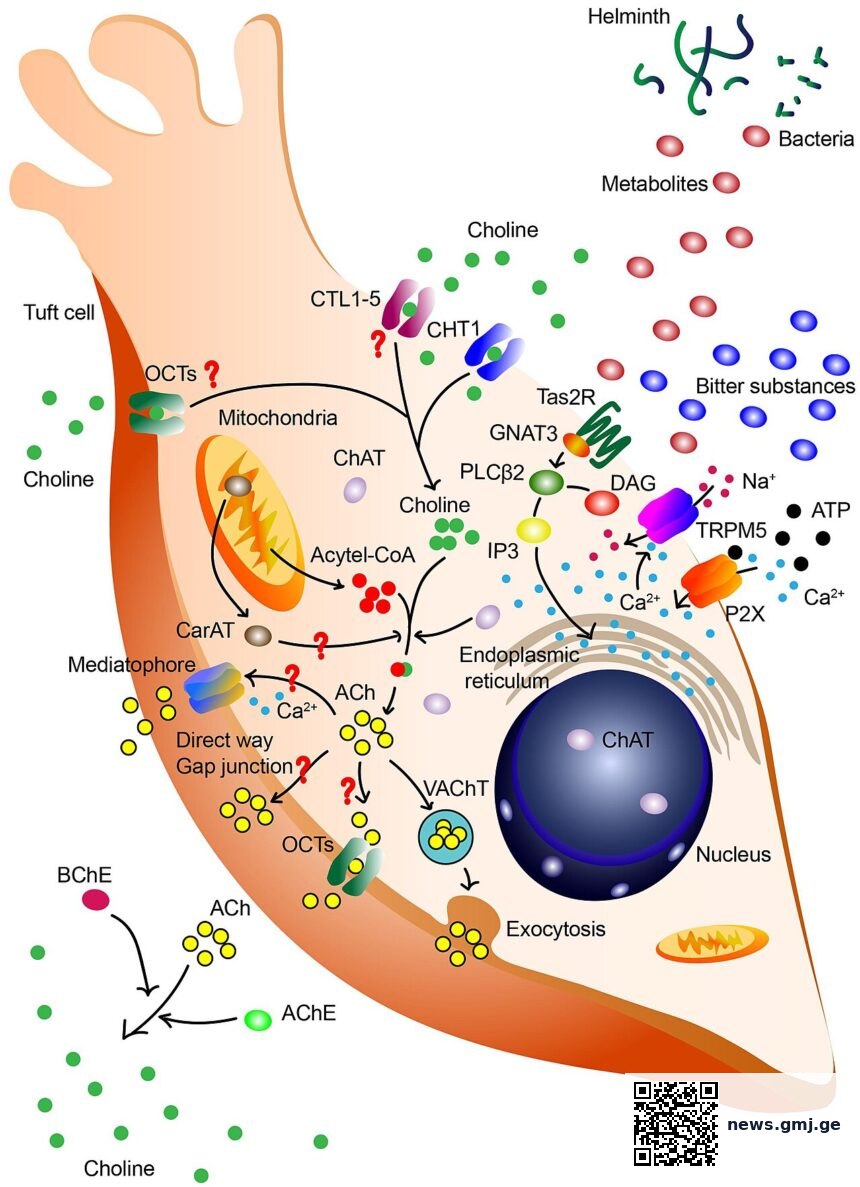 Diagram of TCA cycle intermediates and their regulatory roles in immune and stem cell biology