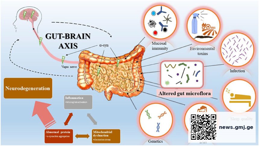 Diagram of the inflammatory reflex pathway showing vagus nerve signalling from brainstem to spleen, triggering immune modulation