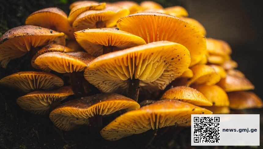 Functional mushroom species with clinical evidence spectrum overlay