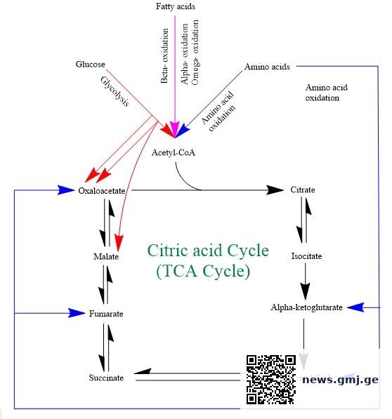 Diagram of the citric acid cycle showing acetyl-CoA entering the cycle, NADH and FADH2 production, and ATP synthesis in mitochondria
